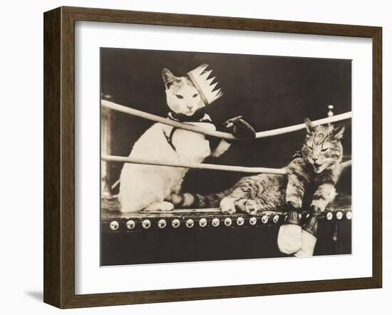 Cat Fight-null-Framed Photo