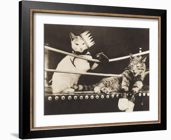 Cat Fight-null-Framed Photo