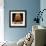 Cat Flea-null-Framed Photographic Print displayed on a wall