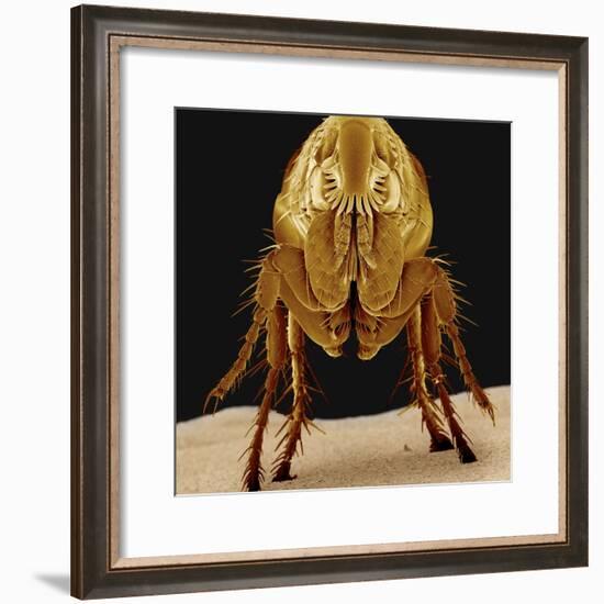 Cat Flea-null-Framed Photographic Print