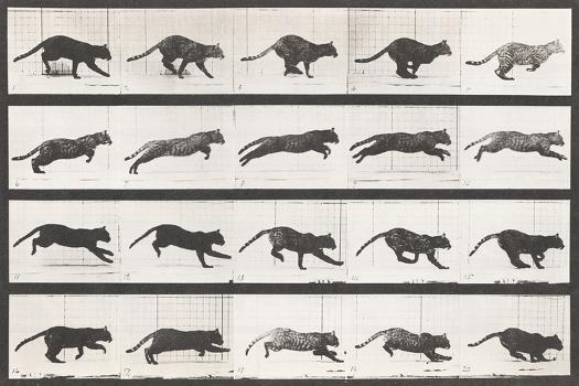 Cat Galloping' Giclee Print - Eadweard Muybridge 