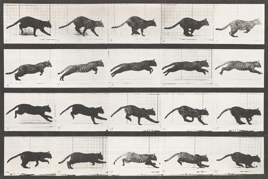 Cat Galloping' Giclee Print - Eadweard Muybridge Cat Galloping' Giclee Print - Eadweard Muybridge