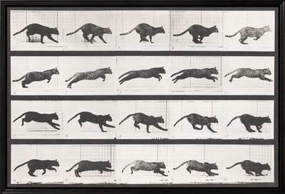 Cat Galloping' Stretched Canvas Print - Eadweard Muybridge 
