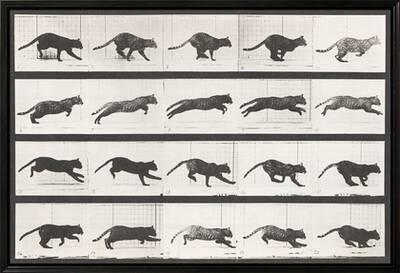 Cat Galloping' Stretched Canvas Print - Eadweard Muybridge Cat Galloping' Stretched Canvas Print - Eadweard Muybridge