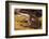 Cat gecko (Aeluroscalabotes felinus) with coiled tail, Sarawak, Malaysian Borneo.-Emanuele Biggi-Framed Photographic Print