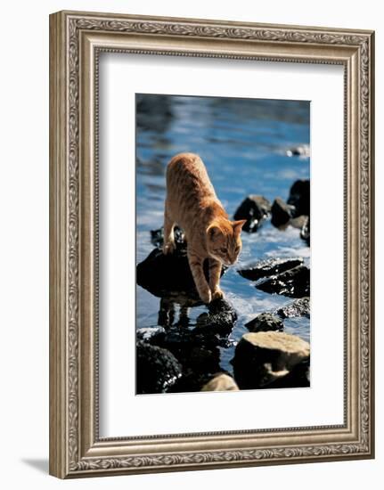 Cat Going From Stone To Stone-null-Framed Art Print