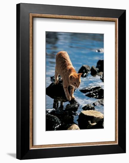 Cat Going From Stone To Stone-null-Framed Art Print