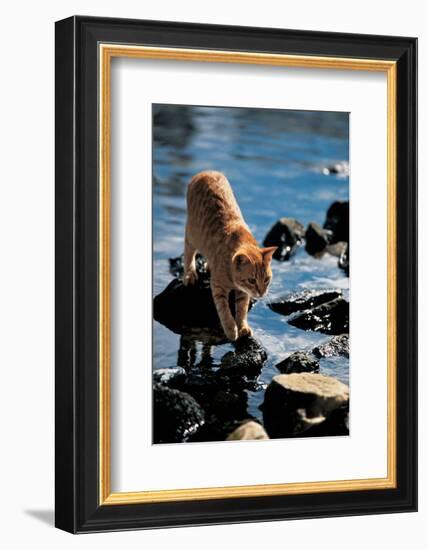 Cat Going From Stone To Stone-null-Framed Art Print