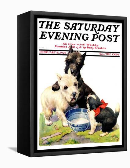 "Cat Guards Bowl of Milk," Saturday Evening Post Cover, February 27, 1926-Robert L. Dickey-Framed Premier Image Canvas