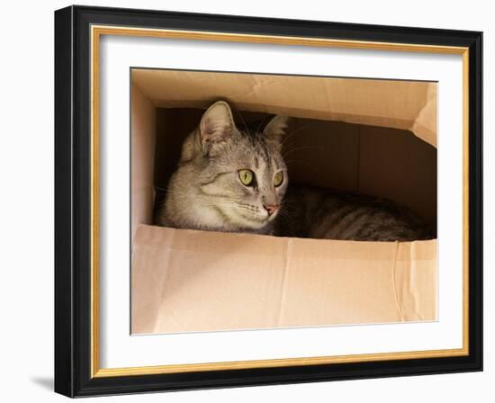 Cat Hiding in Paper Box, Curious Kitten in the Box. A Cat Plays Hide and Seek in a Cardboard Box. A-Renata Apanaviciene-Framed Photographic Print