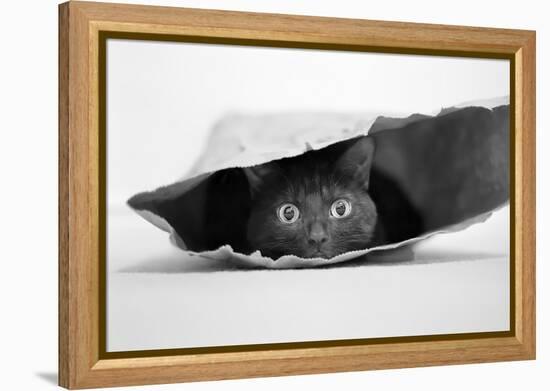 Cat in a Bag-Jeremy Holthuysen-Framed Premier Image Canvas