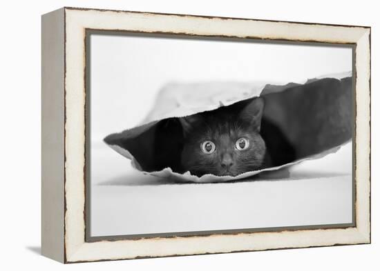 Cat in a Bag-Jeremy Holthuysen-Framed Premier Image Canvas