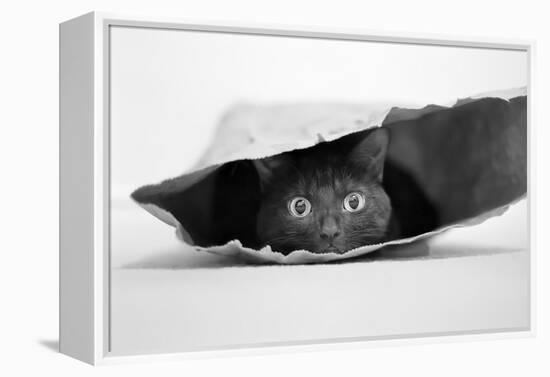 Cat in a Bag-Jeremy Holthuysen-Framed Premier Image Canvas