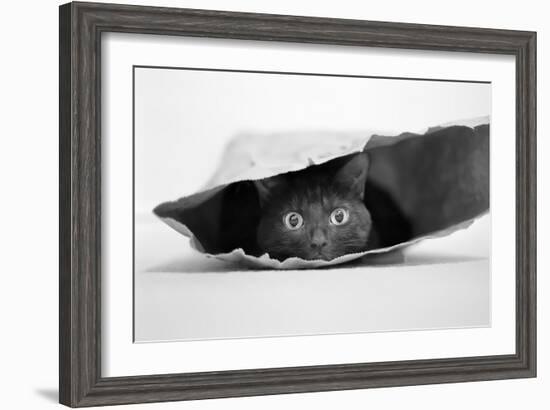 Cat in a Bag-Jeremy Holthuysen-Framed Photographic Print
