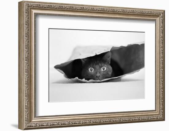 Cat in a Bag-Jeremy Holthuysen-Framed Photographic Print