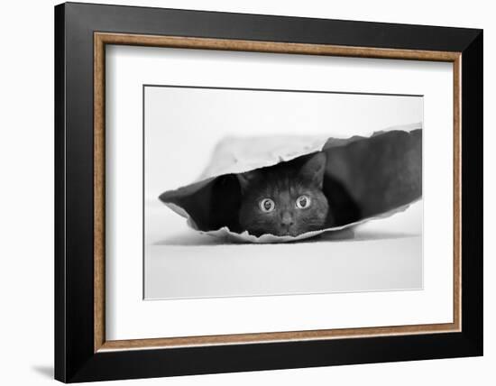 Cat in a Bag-Jeremy Holthuysen-Framed Photographic Print