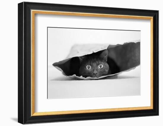 Cat in a Bag-Jeremy Holthuysen-Framed Photographic Print