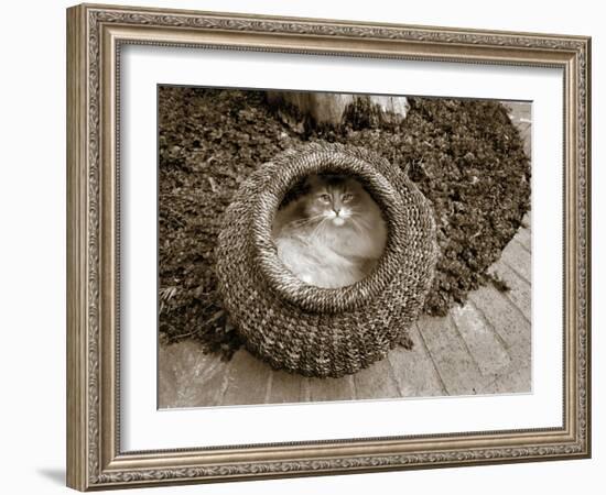 Cat in a Basket-Jim Dratfield-Framed Photo