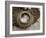 Cat in a Basket-Jim Dratfield-Framed Photo