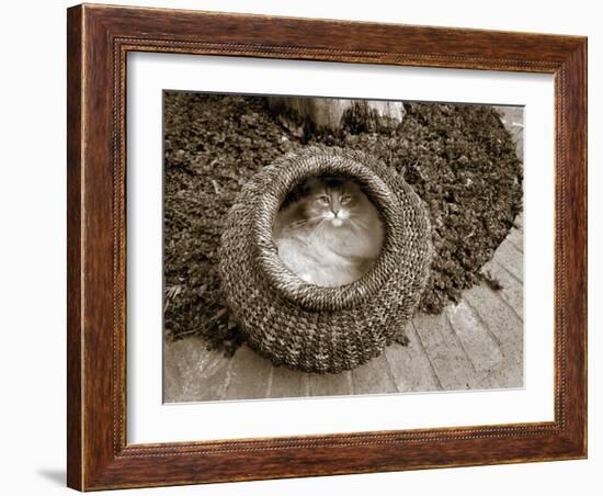 Cat in a Basket-Jim Dratfield-Framed Photo