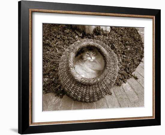 Cat in a Basket-Jim Dratfield-Framed Photo