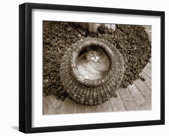 Cat in a Basket-Jim Dratfield-Framed Photo