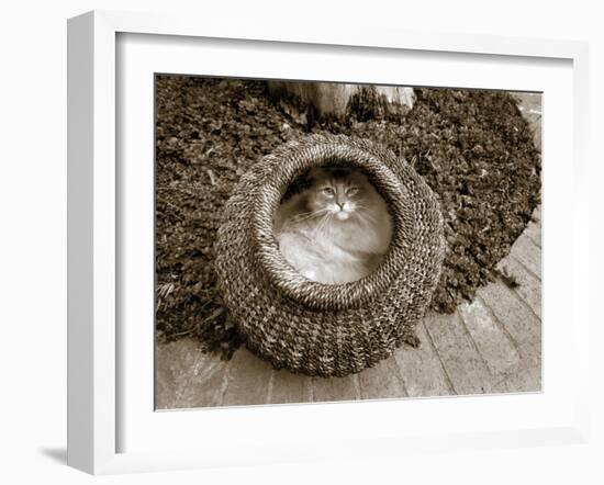 Cat in a Basket-Jim Dratfield-Framed Photo