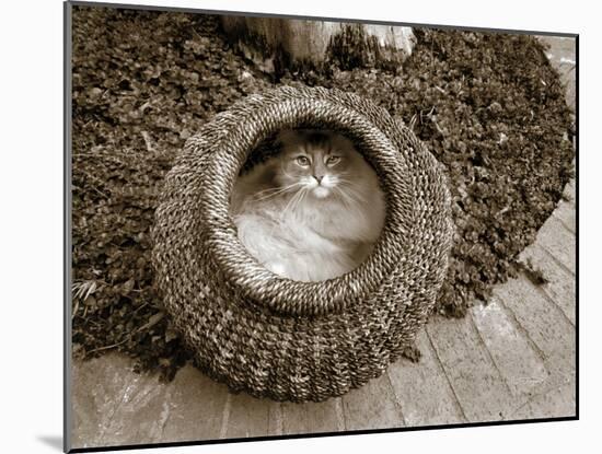 Cat in a Basket-Jim Dratfield-Mounted Photo