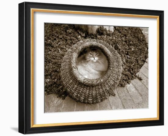 Cat in a Basket-Jim Dratfield-Framed Photo