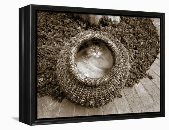 Cat in a Basket-Jim Dratfield-Framed Stretched Canvas