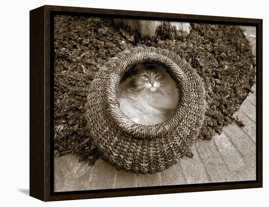 Cat in a Basket-Jim Dratfield-Framed Stretched Canvas