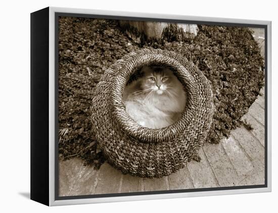 Cat in a Basket-Jim Dratfield-Framed Stretched Canvas