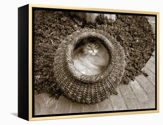 Cat in a Basket-Jim Dratfield-Framed Stretched Canvas