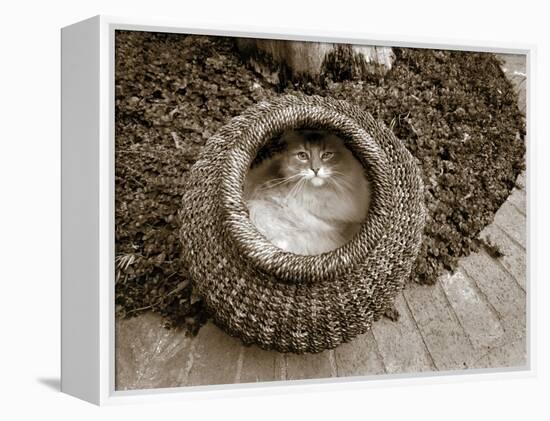Cat in a Basket-Jim Dratfield-Framed Stretched Canvas