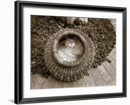 Cat in a Basket-Jim Dratfield-Framed Photo