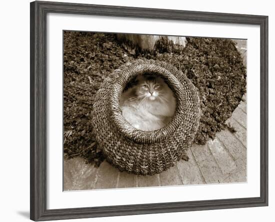 Cat in a Basket-Jim Dratfield-Framed Photo