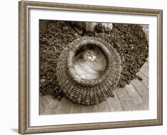 Cat in a Basket-Jim Dratfield-Framed Photo