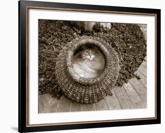 Cat in a Basket-Jim Dratfield-Framed Photo