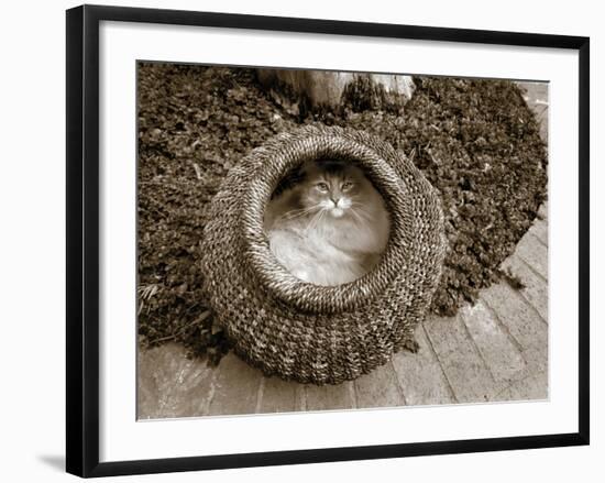 Cat in a Basket-Jim Dratfield-Framed Photo