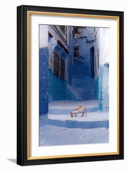 Cat in Alleyway in Morocco-Steven Boone-Framed Photographic Print