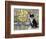 Cat in Corricella, Italy-Isy Ochoa-Framed Giclee Print