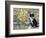 Cat in Corricella, Italy-Isy Ochoa-Framed Giclee Print