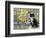 Cat in Corricella, Italy-Isy Ochoa-Framed Giclee Print