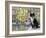 Cat in Corricella, Italy-Isy Ochoa-Framed Giclee Print