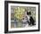 Cat in Corricella, Italy-Isy Ochoa-Framed Giclee Print