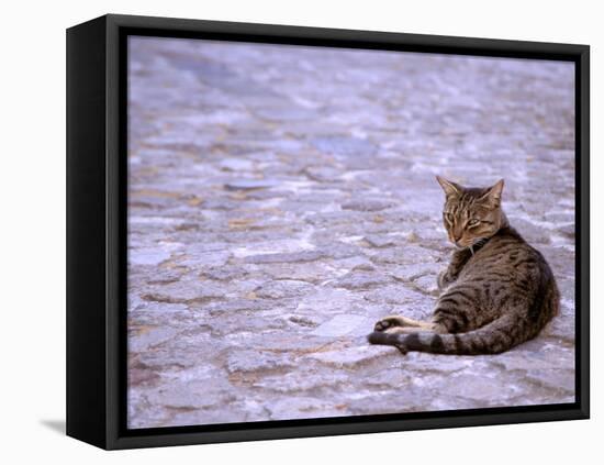 Cat in Street, Lipari, Sicily, Italy-Connie Bransilver-Framed Premier Image Canvas