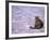 Cat in Street, Lipari, Sicily, Italy-Connie Bransilver-Framed Photographic Print