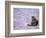 Cat in Street, Lipari, Sicily, Italy-Connie Bransilver-Framed Photographic Print