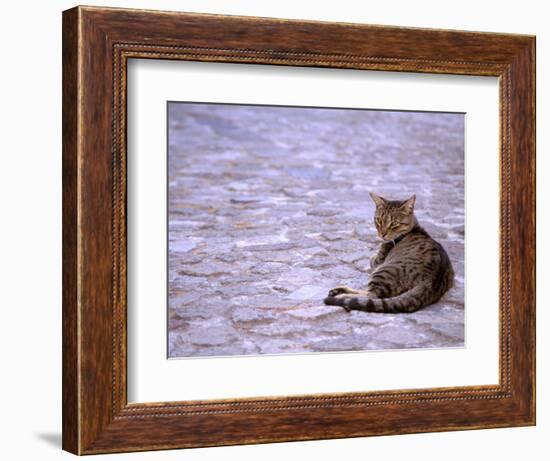 Cat in Street, Lipari, Sicily, Italy-Connie Bransilver-Framed Photographic Print