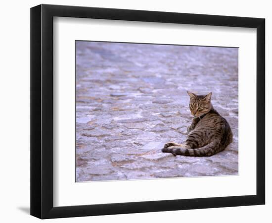 Cat in Street, Lipari, Sicily, Italy-Connie Bransilver-Framed Photographic Print